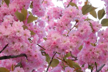 Mavi bir arka planda pembe sakura çiçekleri. Bahar Mayıs. Çiçek..