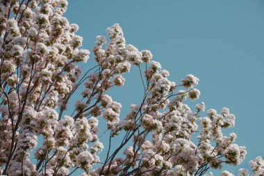 Mavi bir arka planda pembe sakura çiçekleri. Bahar Mayıs. Çiçek..