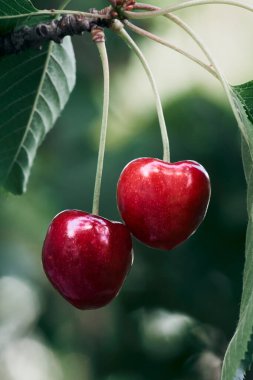 Yeşil yapraklı kırmızı vişneli. Yaz meyveleri. Haziran.