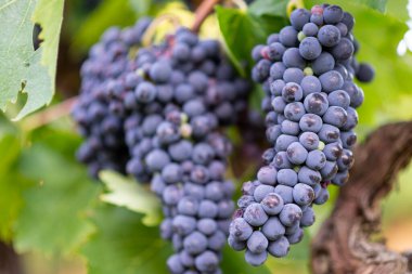 Üzüm bağındaki ağaçta yetişen siyah üzümler.