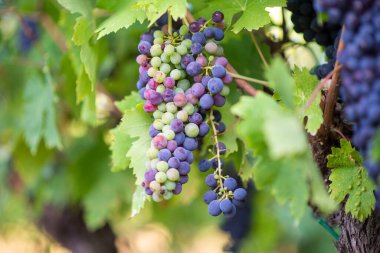 Üzüm bağındaki ağaçta yetişen siyah üzümler.