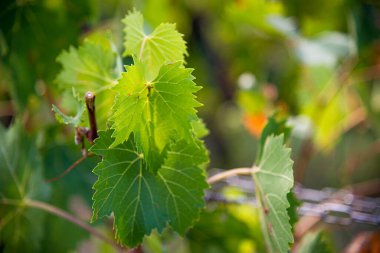 Yazın üzüm bağı, yeşil yapraklar.