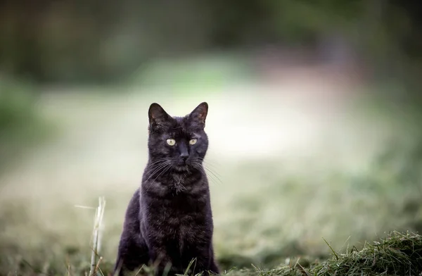 Zwarte Kat Zit Buiten Gele Ogen Zoek — Stockfoto