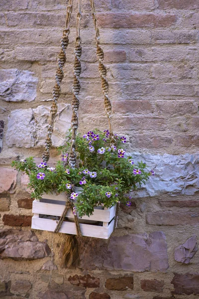 Köyün sokaklarında çiçeklerle süslenmiş.