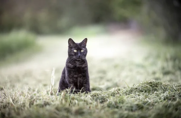 Черная Кошка Сидит Снаружи Желтые Глаза Глядя — стоковое фото
