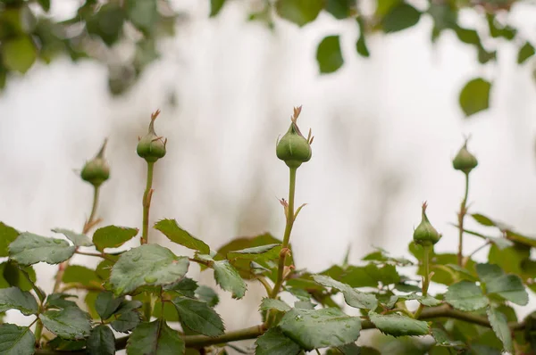 Botões Rosa Que Ainda Não Floresceram — Fotografia de Stock