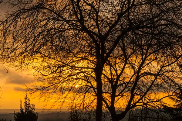 Günbatımında renkli bulutlu manzara ve yapraksız ağaç