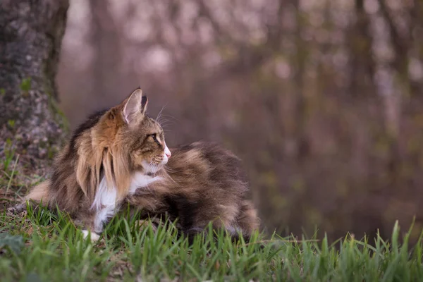 Gato Grande Del Bosque Noruego Hierba Perfil Exterior —  Fotos de Stock