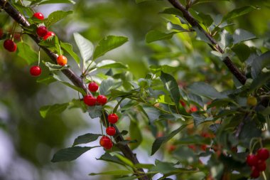 Ağaçtaki kırmızı meyve
