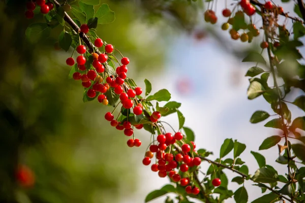 Fruto Vermelho Uma Árvore — Fotografia de Stock
