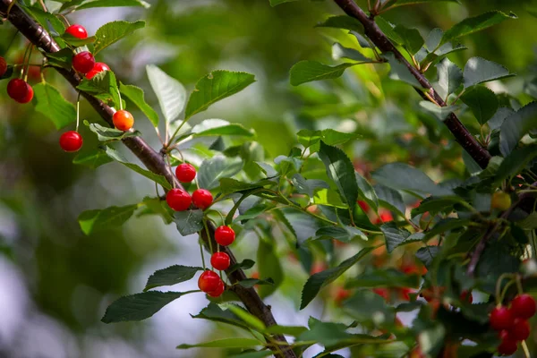 Fruto Vermelho Uma Árvore — Fotografia de Stock