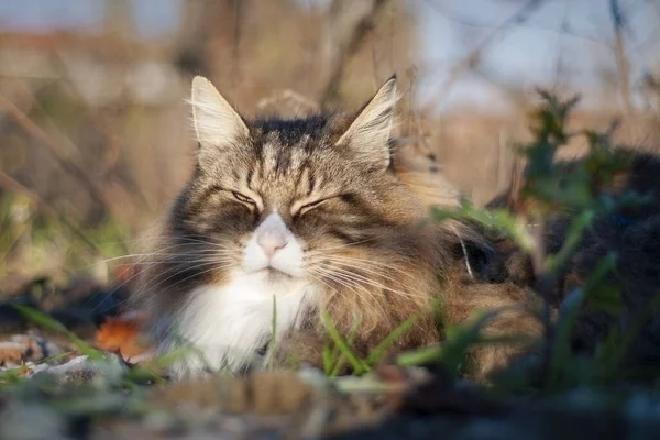 아름다운 고양이 고양이 노르웨이 고양이 — 스톡 사진