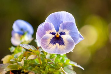 Güzel bahar çiçekleri. Mor Menekşeler