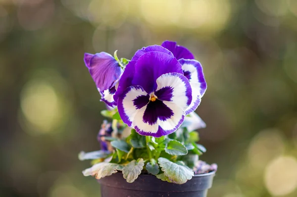 Lindas Flores Primavera Violetas Roxas — Fotografia de Stock