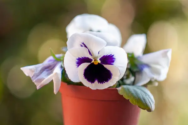 Lindas Flores Primavera Violetas Roxas — Fotografia de Stock