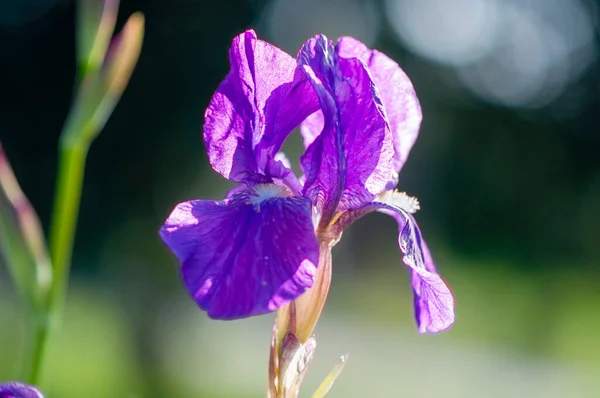 Krásný Fialový Květ Přirozeném Světle — Stock fotografie