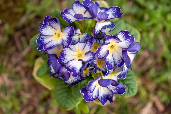 Fleurs Printanières Primerose Coloré Blanc Jaune Violet — Photo