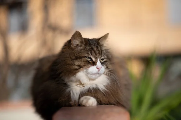 Волохата Кішка Відпочиває Спокій Релаксація — стокове фото