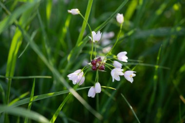 yeşil çimlerin üzerinde küçük beyaz çiçekler