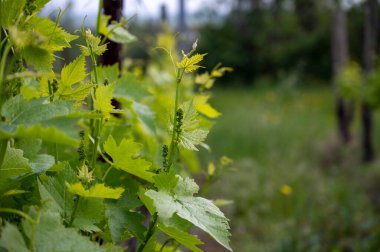Üzüm bağında yetişen şarap bitkileri. bahar