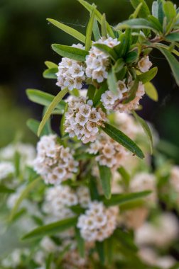 Ağaçtaki küçük beyaz çiçekler.