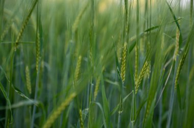 Bahar zamanı yükselen sivri uçlar. yiyecek