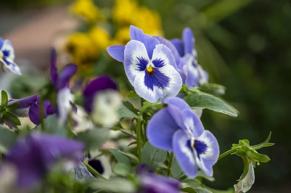 Belas Flores Violetas Vaso — Fotografia de Stock