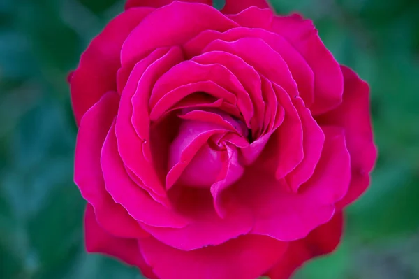 Zbliżenie Się Pięknej Czerwonej Róży — Zdjęcie stockowe
