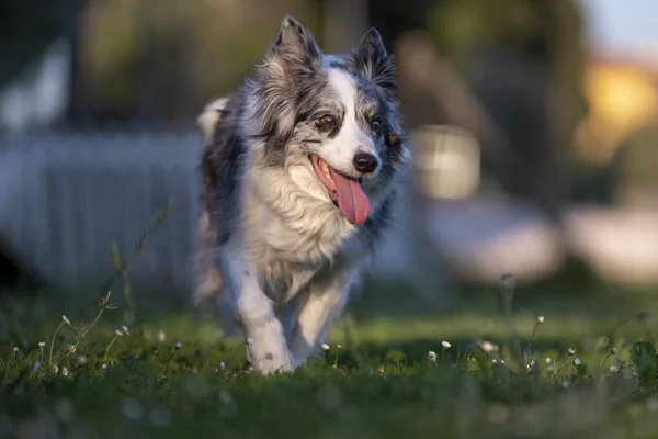 Mutlu yaşlı köpek yeşil çimen halıda koşuyor