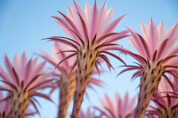Красивые Розовые Цветы Оксигоны Эхинопсиса Красота Природы — стоковое фото