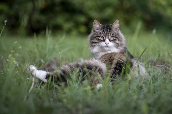 카메라를 초원의 아름다운 고양이 — 스톡 사진