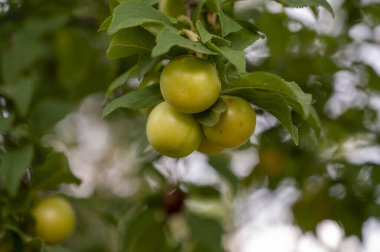 Kara kedi oturuyor ve kamerayı arıyor..