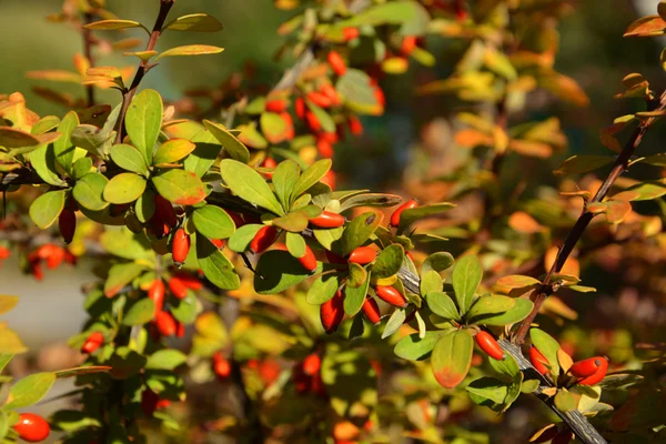 Bush with berries of barberry — Stock Photo, Image