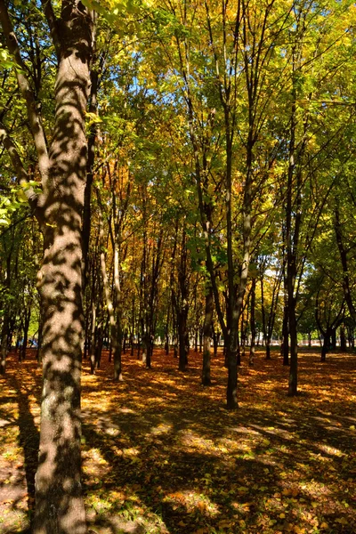 Sonbahar parkında ağaçlar.