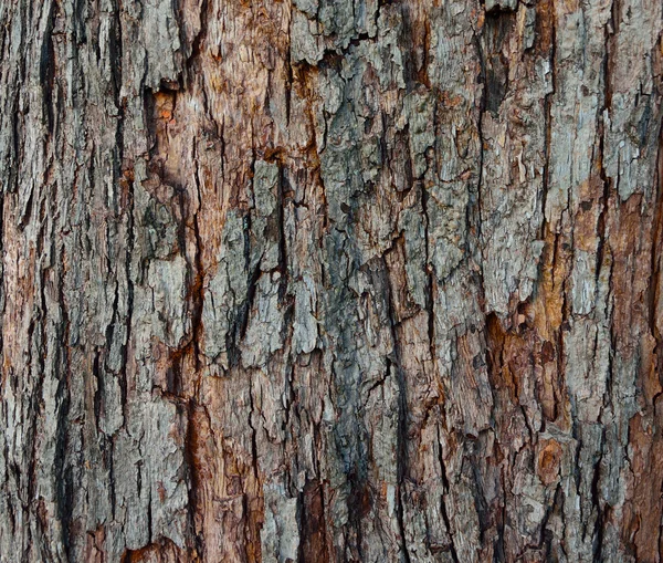 Die Textur der Baumrinde, Nahaufnahme. — Stockfoto