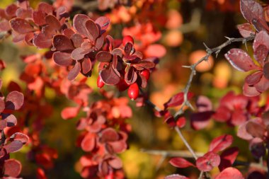 Kızamık Şubesi çilek ile