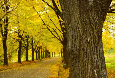 parkway sonbahar parkta ağaç.