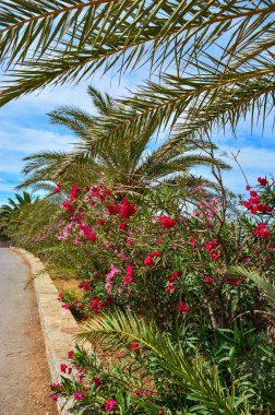 çiçekler ve palmiye ağaçları bir yol boyunca