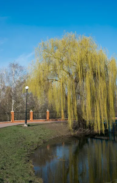 Willow op het meer — Stockfoto