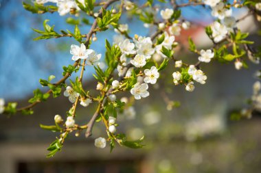 elma çiçeği Şubesi