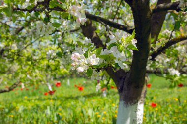Bahar bahçesinde çiçek açan ağaç