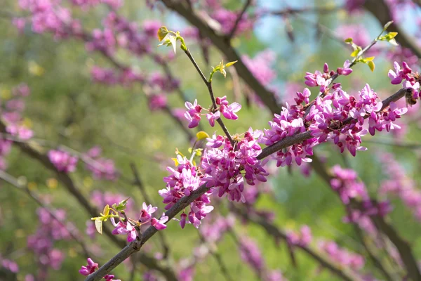 Flowering branch