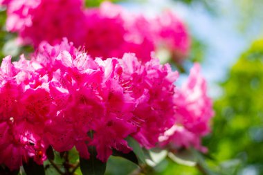 Pembe açelya çalıları ilkbaharda, yakın plan.