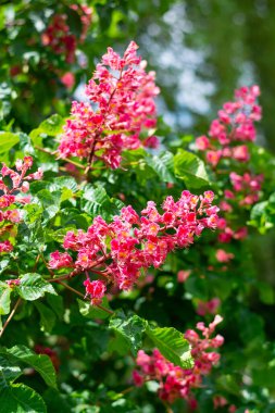 Pembe kestane çiçekleri ilkbaharda, yakın plan.
