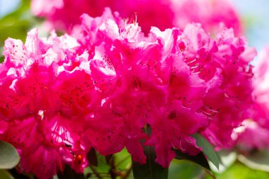 Pembe açelya çalıları ilkbaharda, yakın plan.