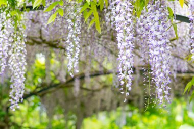 Bahar mevsiminde Wisteria 'nın çiçek açan dalları, kapatın.