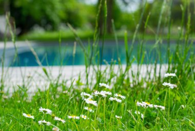Çiçekli papatya tarlası, yüzme havuzlu yaz arkaplanı.