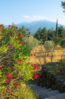 Fransa, Pireneler 'de kırmızı çiçekler, merdivenler, dağlar ve güzel bir manzara.