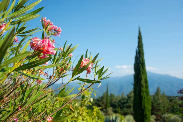 View Cypress Tree Flowers Mountains Beautiful Landscape Pyrenees France — Stock Photo, Image
