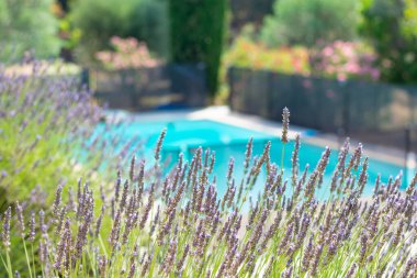 Fransa 'nın Pireneler şehrinde havuz arka planında açan lavanta çiçekleri.